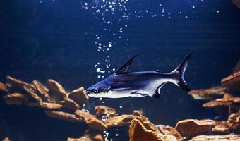 animal pangasiidé. vue rapprochée sous l'eau des poissons tropicaux. la vie dans l'océan photo