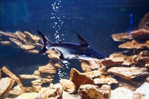 animal pangasiidé. vue rapprochée sous l'eau des poissons tropicaux. la vie dans l'océan photo