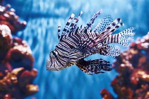 pterois volitans. vue rapprochée sous l'eau des poissons tropicaux. la vie dans l'océan photo