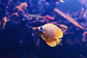 pomacanthus xanthometopon. vue rapprochée sous l'eau des poissons tropicaux. la vie dans l'océan photo