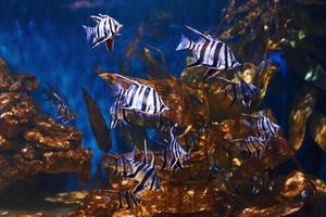 Enoplosus armatus. vue rapprochée sous l'eau des poissons tropicaux. la vie dans l'océan photo