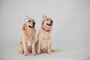 chapeaux de fête sur la tête. deux golden retrievers ensemble dans le studio sur fond blanc photo