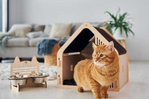 chat mignon est dans un stand pour animaux de compagnie qui se trouve à l'intérieur dans la chambre domestique moderne photo