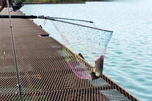 un pêcheur attrape du poisson dans un élevage de truites avec une canne à lancer et le ramasse avec un filet. photo