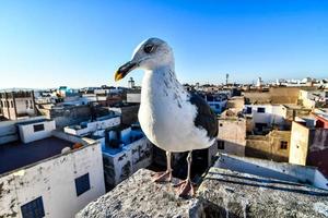 mouette au maroc photo