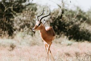 cerf impala d'afrique du sud photo