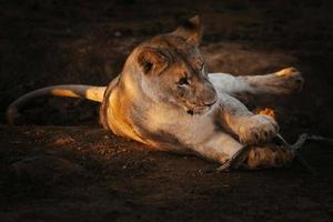 lion africain femelle jouant avec un bâton au coucher du soleil photo