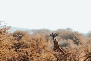girafe, afrique du sud photo