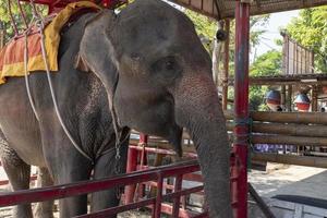 portrait gros plan éléphant dans le zoo photo