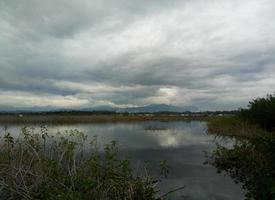 plantes sauvages qui poussent sur les rives de la rivière photo