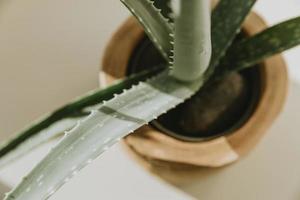 détail des feuilles de la plante d'aloe vera dans un pot de fleurs en bois photo