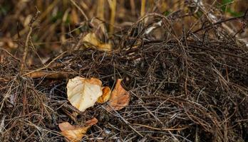 feuille d'automne tombée morte dorée brune photo