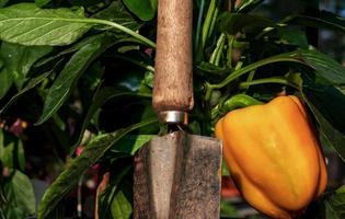 savoureux poivron frais gros plan poussant sur la vigne photo