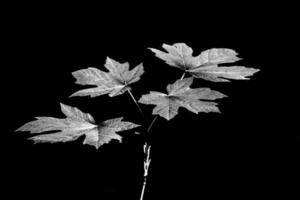 feuilles noires et blanches isolées sur fond noir montrant des détails élevés photo