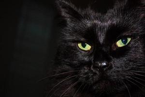 Visage de chat himalayen noir gros plan photo