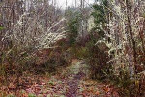 sentier d'hiver avec des arbres bruns et verts moussus photo