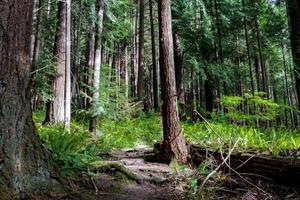 sentier forestier verdoyant envahi par les fougères et les plantes photo