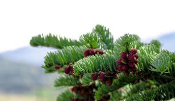 croissance des pins frais bourgeonnement des cônes de pin rouge photo