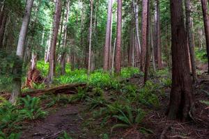 sentier forestier verdoyant envahi par les fougères et les plans photo