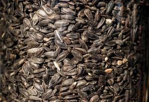 Nourriture pour oiseaux graines de tournesol dans un récipient photo