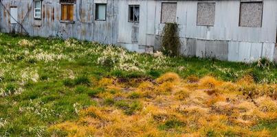 des herbes hautes en détresse empoisonnées transformant diverses nuances de jaune, d'orange et de vert derrière un bâtiment en tôle rouillée délabré photo