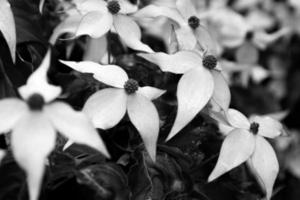 fleurs de cornouiller en fleurs prises en noir et blanc photo