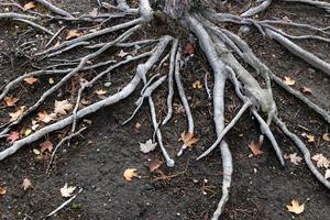 vieilles racines d'arbres exposées sur la saleté photo