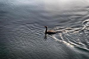 oiseau nageant dans l'eau avec une ombre abstraite lourde photo