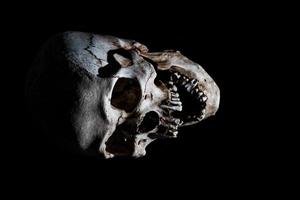 Tête de crâne de squelette humain isolée sur fond noir photo