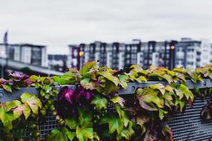 plantes de la ville avec des bâtiments au loin photo