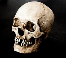 crâne humain en fibre de verre faisant face à 45 degrés à gauche avec un fond noir photo