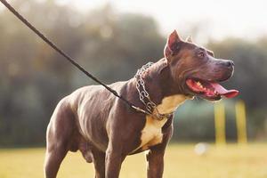 le pit-bull se promène à l'extérieur. saison de l'automne photo