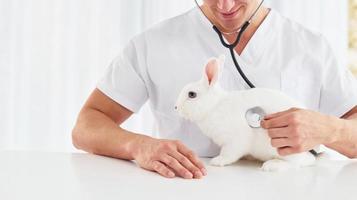 utilise un stéthoscope. le jeune vétérinaire est à l'intérieur avec un petit lapin. conception des soins de santé photo