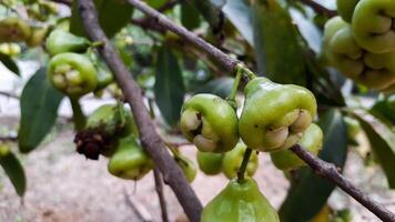 eau goyave syzygium aqueum sur l'arbre photo