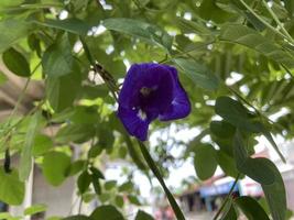 fleur de telang, bunga telang clitoria ternatea est une liane que l'on trouve généralement dans les jardins ou les lisières de forêts a de nombreux bienfaits pour la santé. photo