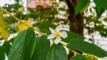 belle fleur blanche d'arbre de kersen, ou fleur de muntingia calabura. photo