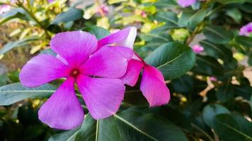 tapak dara catharanthus roseus don est un arbuste annuel originaire de madagascar photo