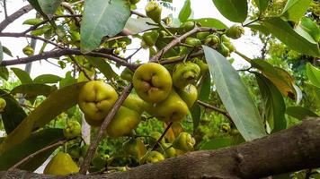 eau goyave syzygium aqueum sur l'arbre photo