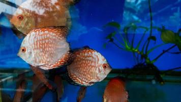 poissons discus dans l'aquarium, poissons tropicaux. symphysodon discus du fleuve amazone. diamant bleu, peau de serpent, turquoise rouge et plus photo