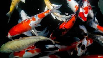 poissons koi colorés nageant dans un jardin d'eau photo