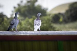 Deux pigeons voyageurs debout sur home trap photo