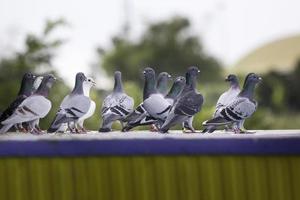 groupe de pigeon voyageur debout sur un piège loft après l'exercice quotidien photo