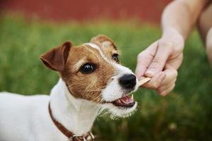 chiot mignon jouant avec un bâton en bois. le propriétaire joue avec le chien. s'occuper d'un animal photo