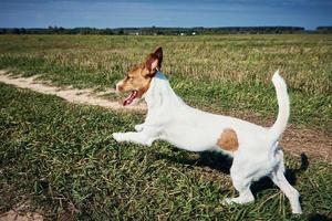 course de chiens heureux sur le terrain en été photo