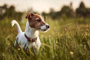 portrait de chien jack russell terrier dans le parc photo