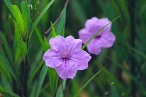 violet kencana ruellia mexicain ou simplex pletekan violet fleur dorée est un autre nom pour la fleur de ruellia. photo