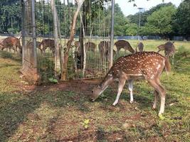 photo d'un groupe de cerfs à la recherche de nourriture