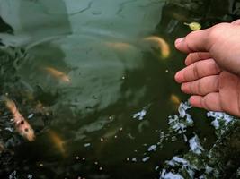 Main mâle nourrissant des poissons dans l'étang photo