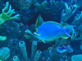 des poissons colorés et rayés nagent dans l'eau. monde sous-marin incroyable. regarder les poissons dans l'aquarium. dans l'habitat naturel de l'animal photo
