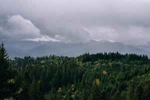 forêt de conifères et paysage de montagnes voyage paysage serein photo